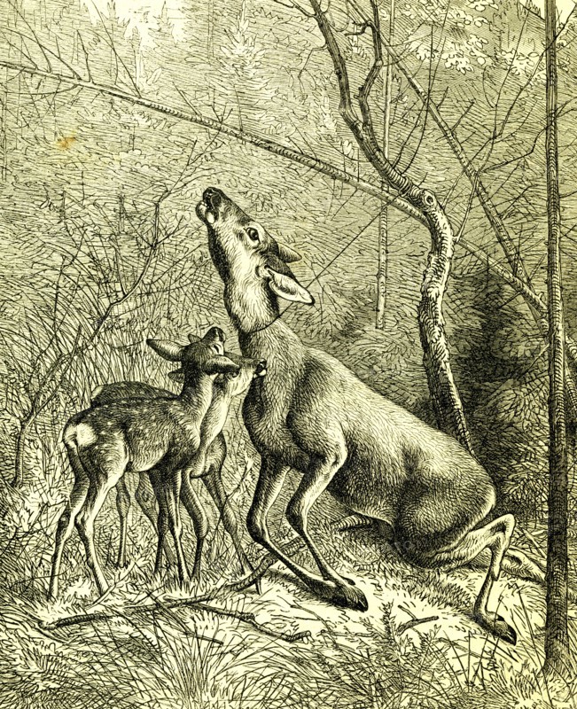 Hunt, Austria 1887