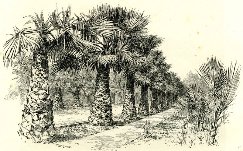 A Palm Grove in Southern California, 1891, USA