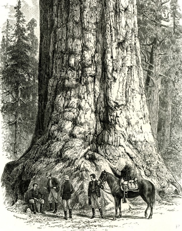 Yosemite Valley, The Grizzly Giant, USA, 1891