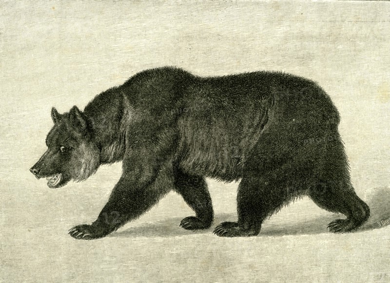 The Grizzly Bear,  USA, 1891