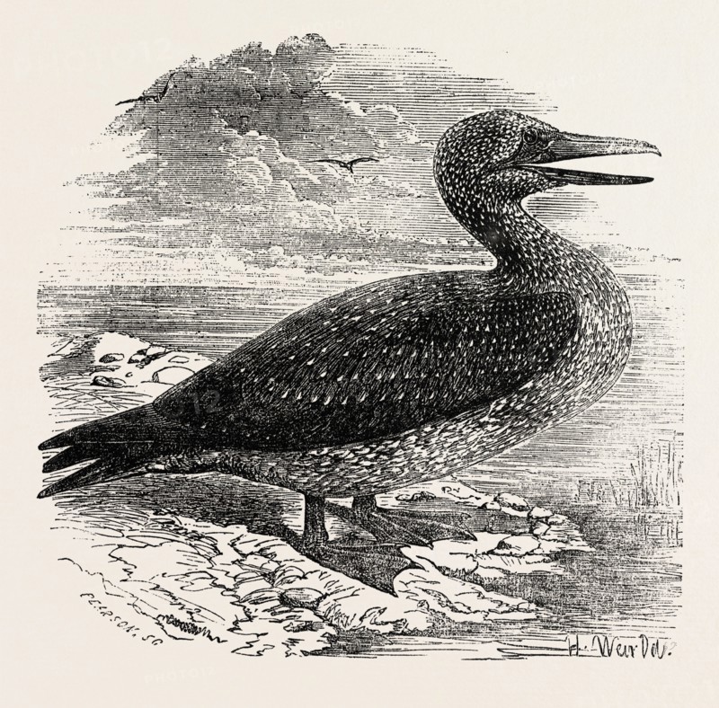 SOLAN GANNET, SHOT NEAR BOSTON, UK, 1854