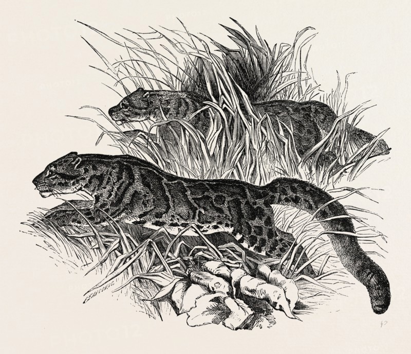 CLOUDED TIGERS, IN THE ZOOLOGICAL SOCIETY'S GARDENS, REGENT'S PARK, LONDON, UK, 1854