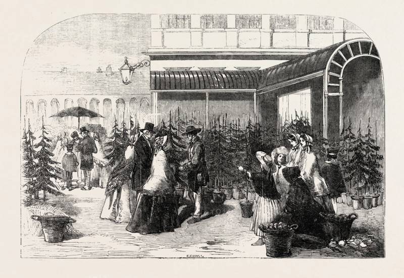 CHRISTMAS TREES IN COVENT GARDEN MARKET, LONDON, UK, 1854