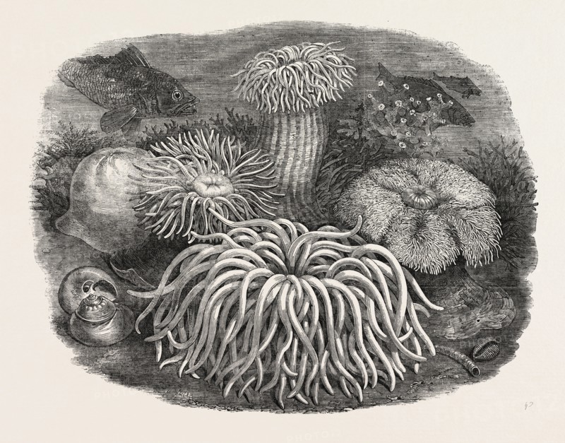 SEA ANEMONES IN THE GARDENS OF THE ZOOLOGICAL SOCIETY, REGENT'S PARK, LONDON, UK, 1854