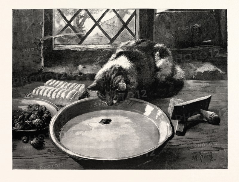 THE MILKY WAY, or, a cat looking at a mouse