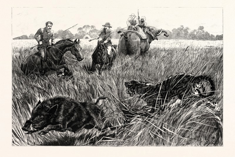 Aux Indes dans la région du Bramapootra, chasseurs chassant le sanglier à l'épieu et défendant leur gibier devant les assauts d'un tigre en maraude