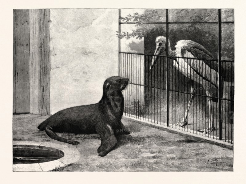 THE NEW NEIGHBOUR (CAPE SEA LION AND ADJUTANT BIRD)