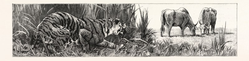 THE TIGER SELECTS A COW