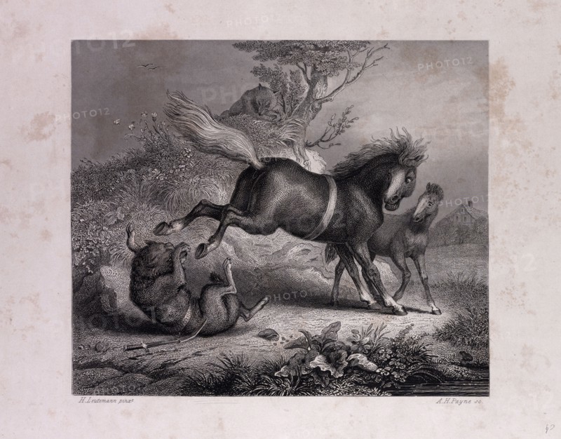 The Mare and the Wolf
