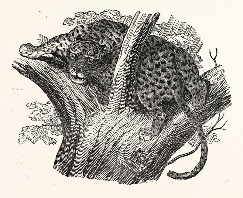 Tree Leopard at Bay