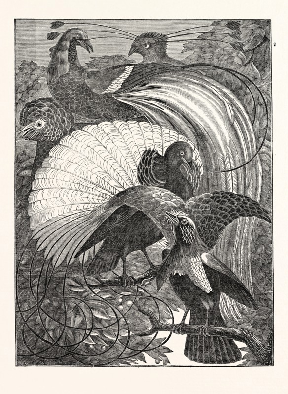 1. Paradisea apoda. The Emerald. 2. Paradisea aurea. The Siflet. 3. The Incomparable; (Le Vaillant). 4. The Cloudy; (Le Vaillant). 5. Paradisea superba. The Superb