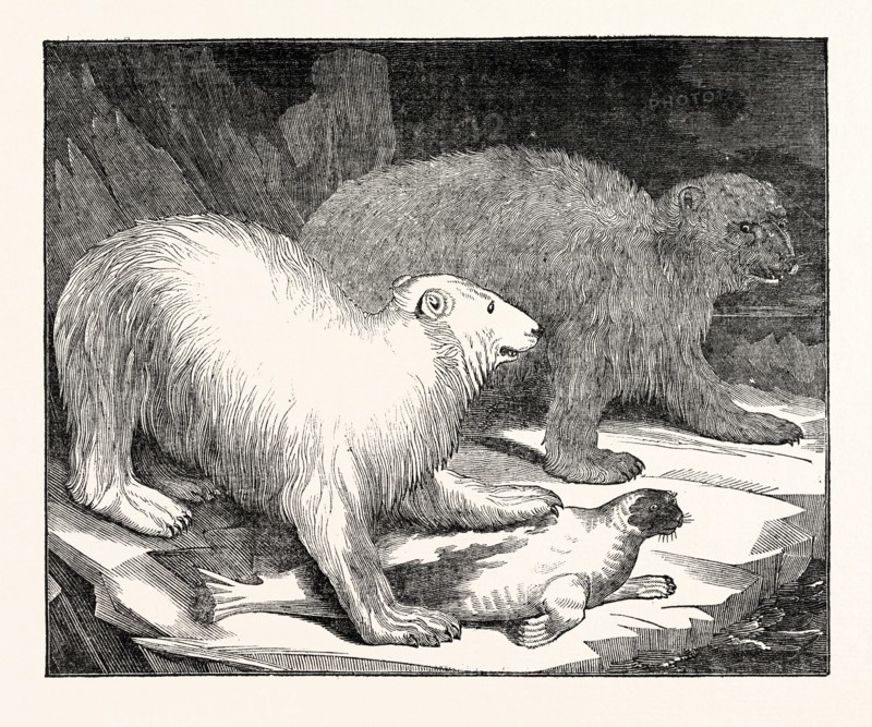Polar Bears and Seal