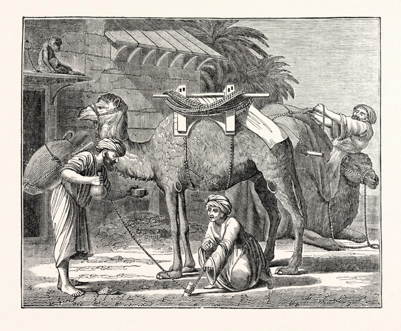 The Arabian Camel