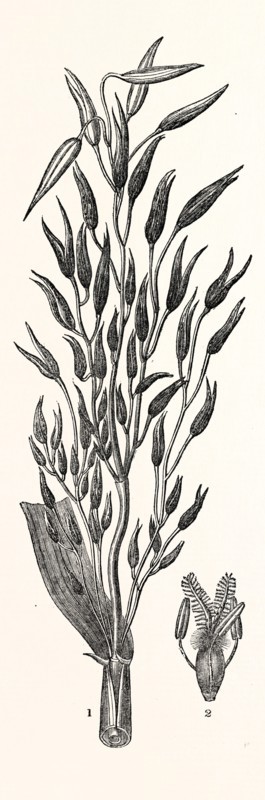 The Smut or Dust Brand in Oats: 1. A slightly infected panicle of an oat plant, about three days after emerging from its hose, when the infection is rapidly increasing through the whole panicle