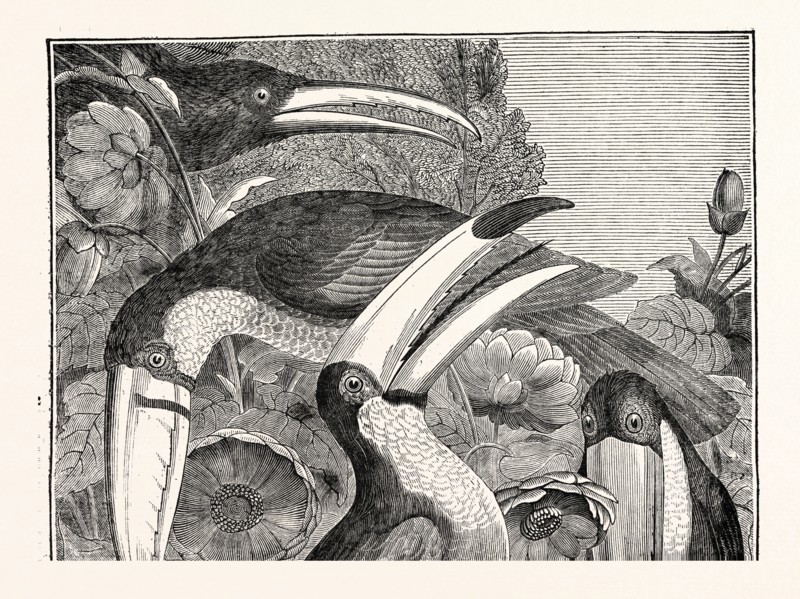 TOUCANS