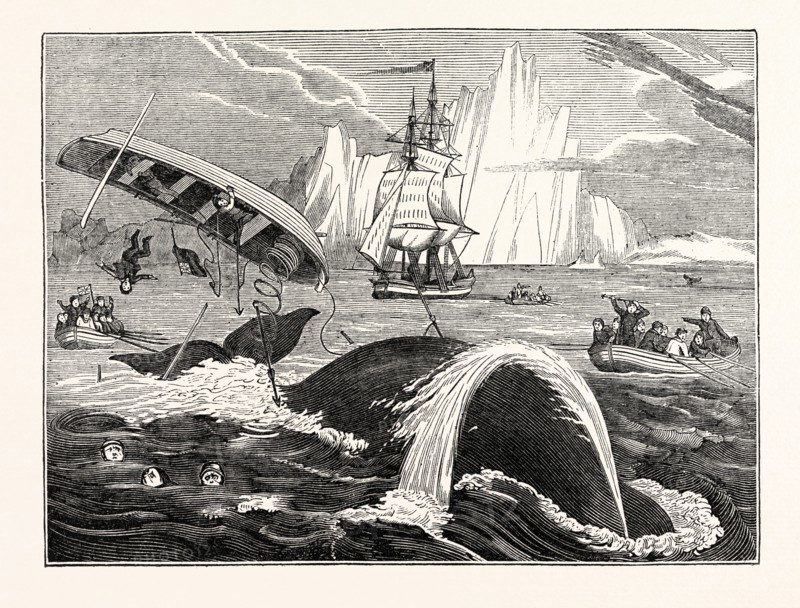 Dangers of the Whale Fishery