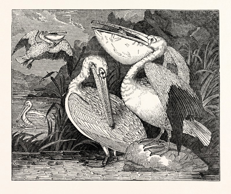 Pelicans, from Specimens in the Gardens of the Zoological Society