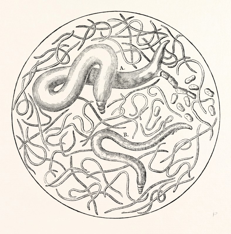 The  Grain Worms,  Vibrio Tritici