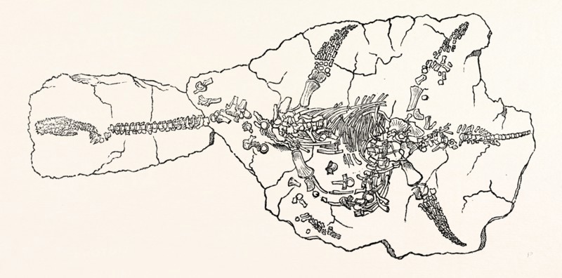 Skeleton of the Plesiosaurus Dolichodeirus, in the position in which it was found at Lyme Regis