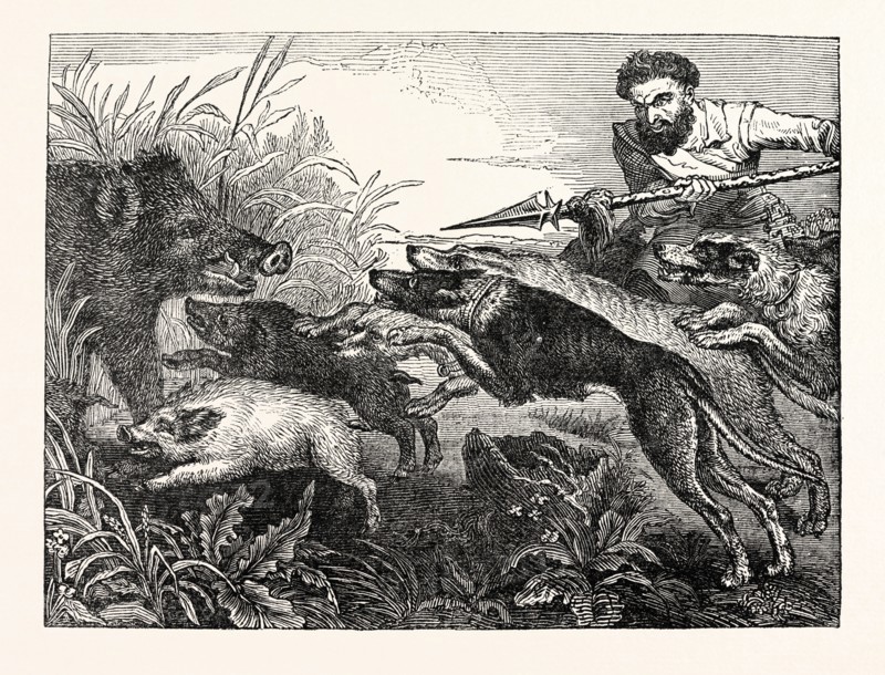 Wild Boar-Hunting