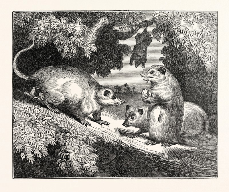 MALE AND FEMALE OPOSSUMS