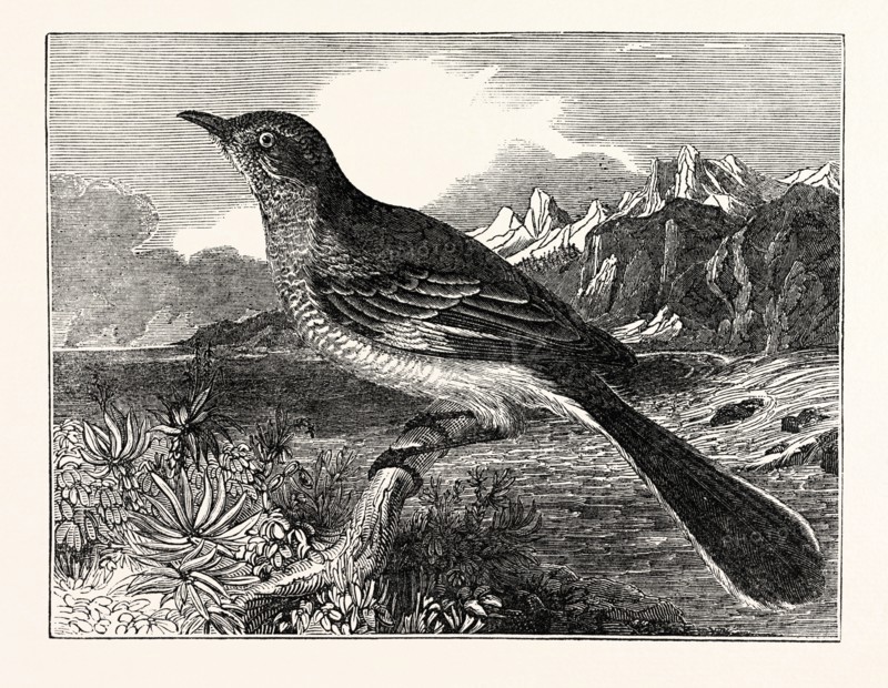 The Mocking-Bird