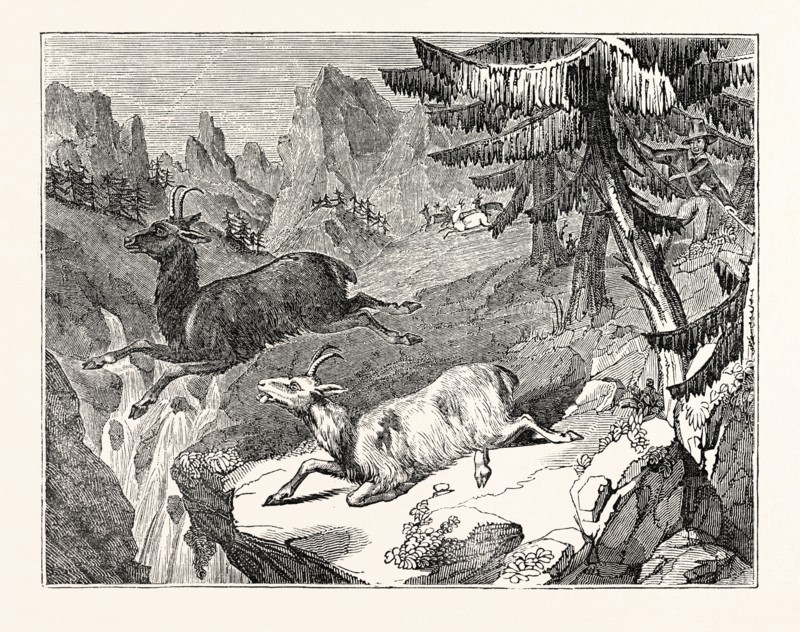 Hunting the Chamois