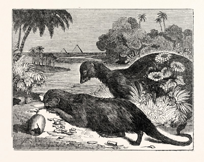 Ichneumons