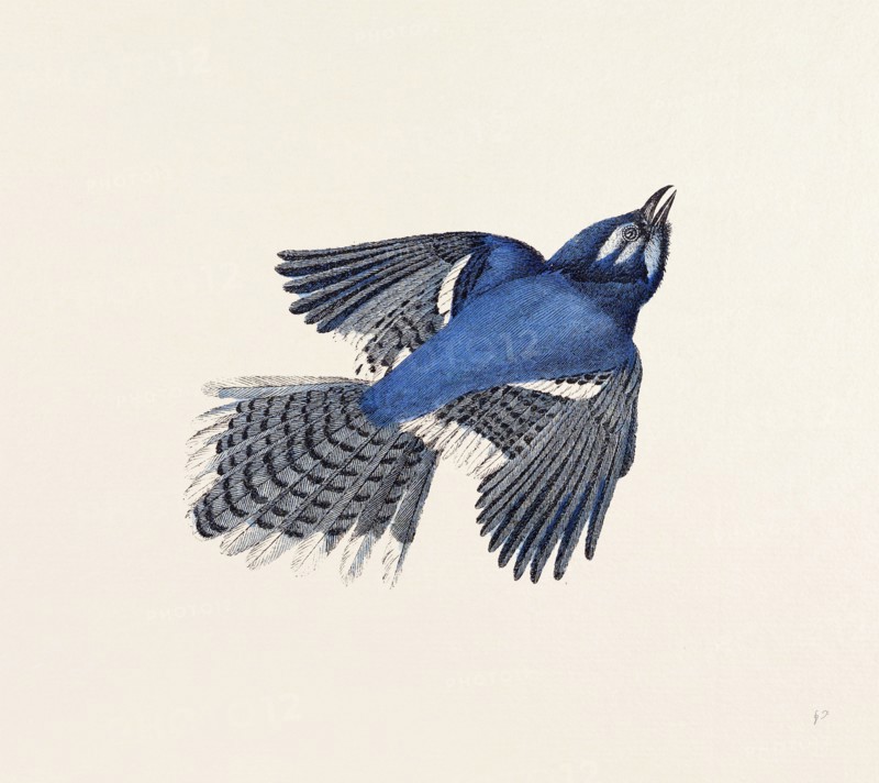 Blue Jay, nineteenth century engraving
