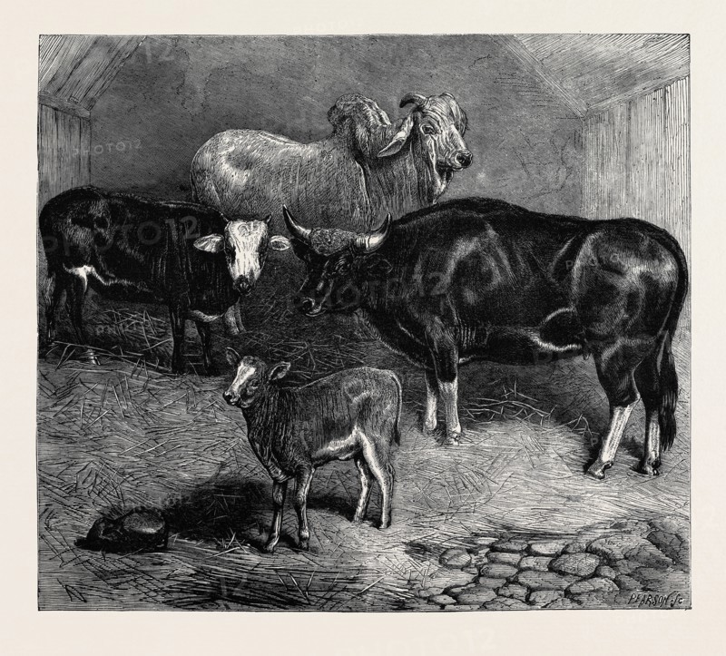 NOTES AT THE ZOOLOGICAL GARDENS, BRAHMIN BULL, GAYAL COW, AND HYBRID HEIFER AND CALF