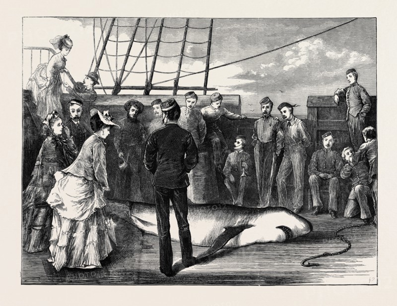 CAPTURE OF A SHARK IN THE TROPICS