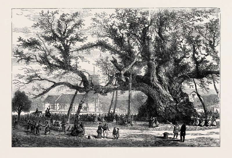THE COWTHORPE OAK, NEAR WETHERBY, THE OLDEST OAK IN ENGLAND