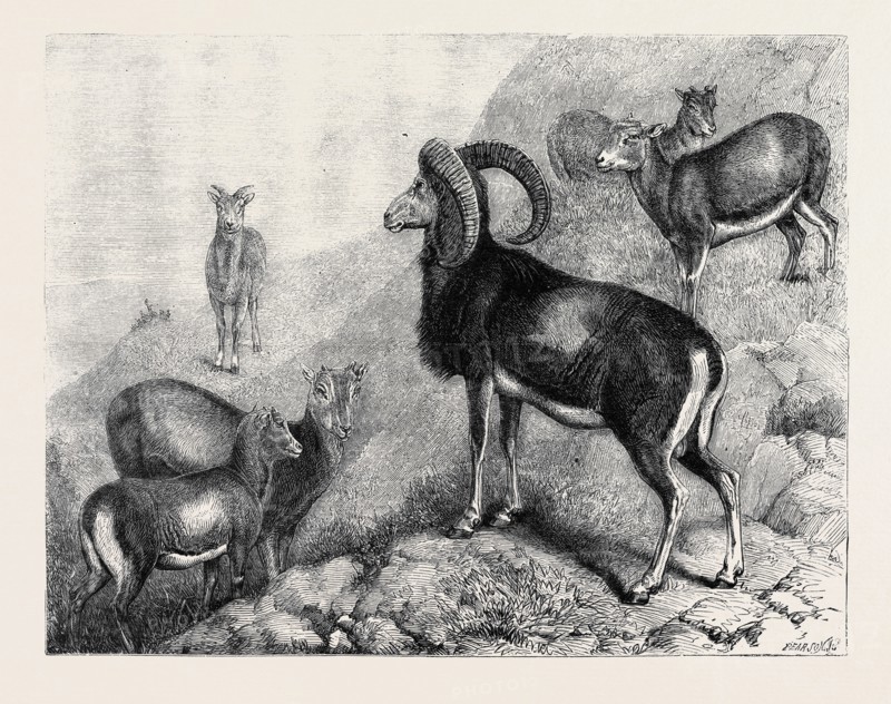 NOTES AT THE ZOOLOGICAL GARDENS, LONDON: CORSICAN MOUFFLONS