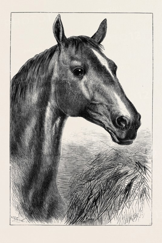 HEAD OF "RONALD," LORD CARDIGAN'S BALACLAVA CHARGER