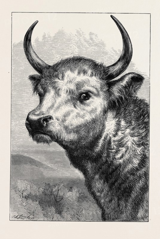 HEAD OF THE CHILLINGHAM WILD BULL, SHOT BY H.R.H. THE PRINCE OF WALES
