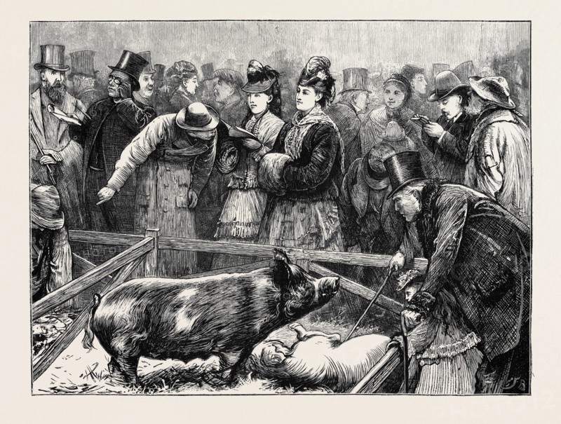 VISITORS AT THE CATTLE SHOW: A PIG PEN