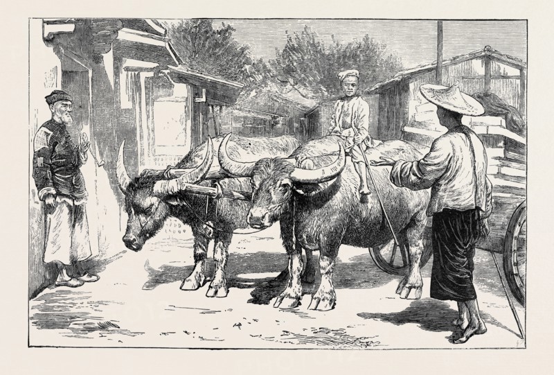 LIFE IN CHINA: A CHINESE BUFFALO CART
