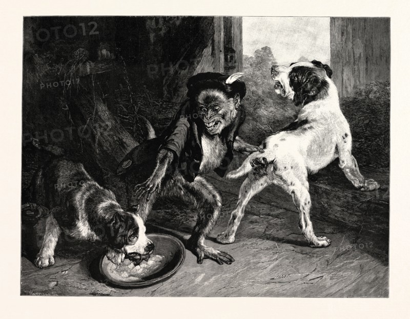 THE INTRUDING PUPPIES