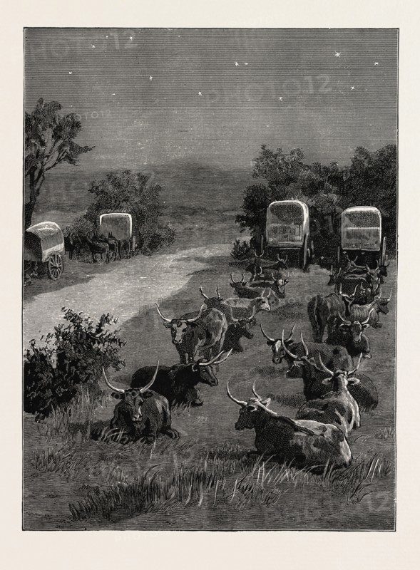LORD RANDOLPH CHURCHILL IN SOUTH AFRICA, THE OXEN OUTSPANNED IN CAMP