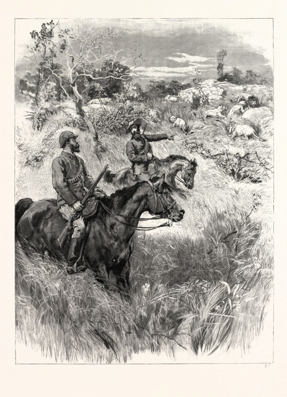 LORD RANDOLPH CHURCHILL IN SOUTH AFRICA: A MEETING WITH A TROOP OF LIONS