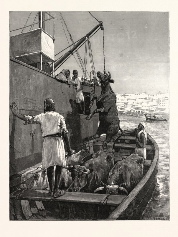 THE CATTLE TRADE, LANDING BULLOCKS AT TANGIER, MOROCCO