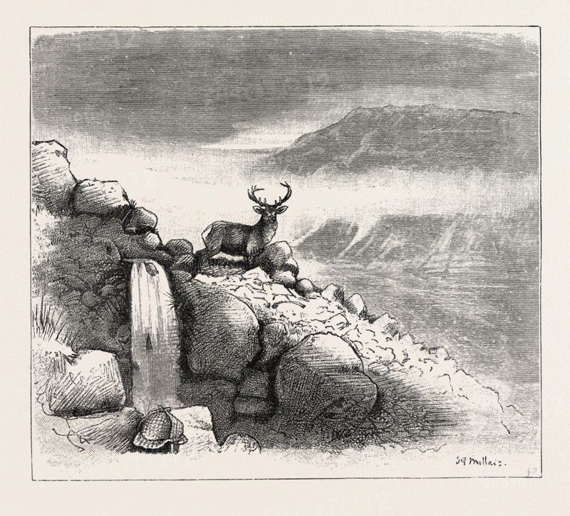 DEER STALKING IN THE FOREST OF THE BLACK MOUNT, ARGYLLSHIRE: THE FIRST SHOT