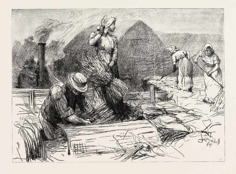 TESS OF THE D'URBERVILLES: "It was not till about three o'clock that Tess raised her eyes and gave a momentary glance round. She felt but little surprise at seeing that Alec D'Urberville had come back, and was standing under the hedge by the gate"