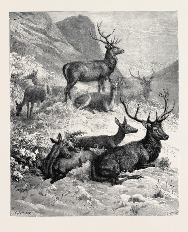 DEER ON A SUNNY HILL SIDE IN THE HIGHLANDS