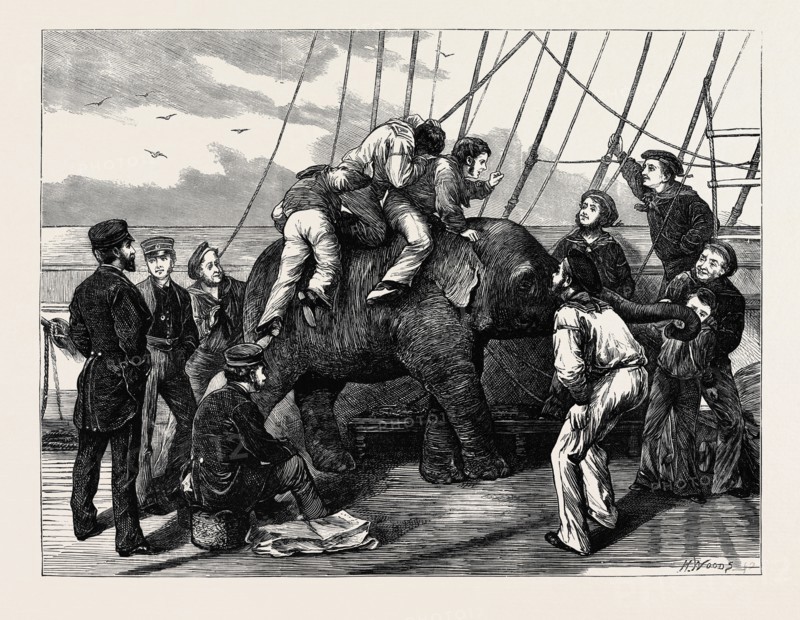 "TOM," THE DUKE OF EDINBURGH'S ELEPHANT