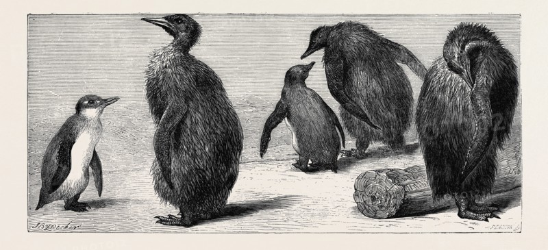 THE KING PENGUIN, AT THE ZOOLOGICAL GARDENS, LONDON