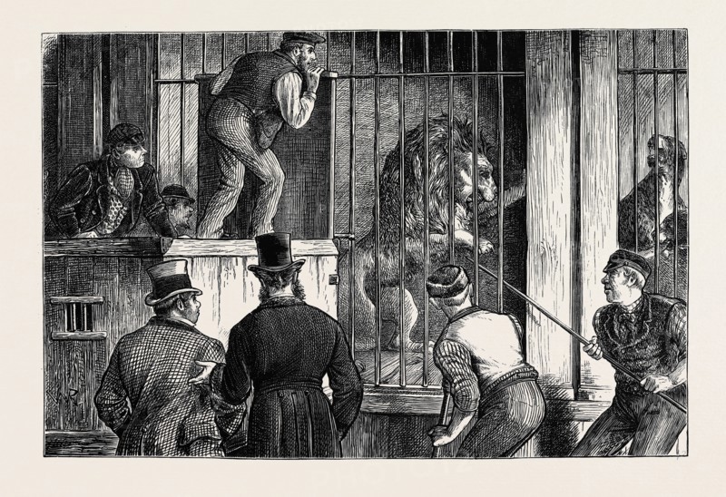 THE SALE OF A MENAGERIE: CATCHING THE LION