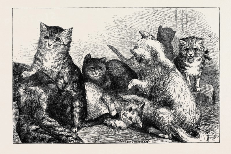 KITTENS AT THE CRYSTAL PALACE CAT SHOW