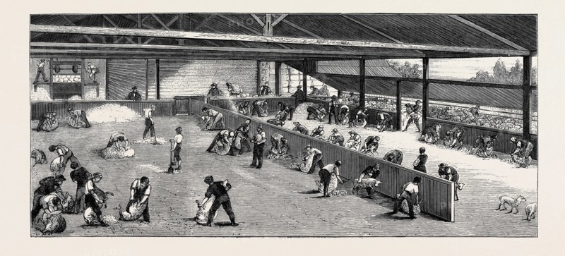 SCENE AT AN AUSTRALIAN SHEEP STATION, COLLAROY, NEW SOUTH WALES: SHEARING THE SHEEP