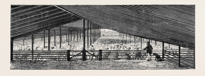 SCENE AT AN AUSTRALIAN SHEEP STATION, COLLAROY, NEW SOUTH WALES: THE DRYING FLOOR IN THE SHEARING SHED, CONTAINING 1500 SHEEP, ONE DAY'S SHEARING